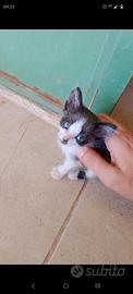 Gattino di 1 mese (già svezzato e sverminato)