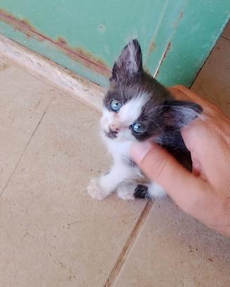 Gattino di 1 mese (già svezzato e sverminato)