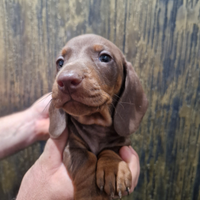 Cuccioli di bassotto cioccolato