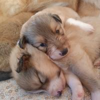 Cuccioli di Shetland Sheepdog