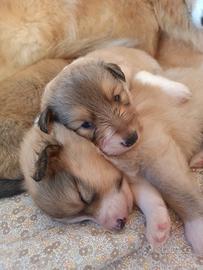 Cuccioli di Shetland Sheepdog