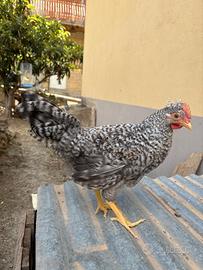 Galletto olive egger