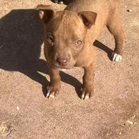 Cuccioli di pit bull