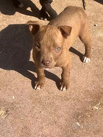 Cuccioli di pit bull