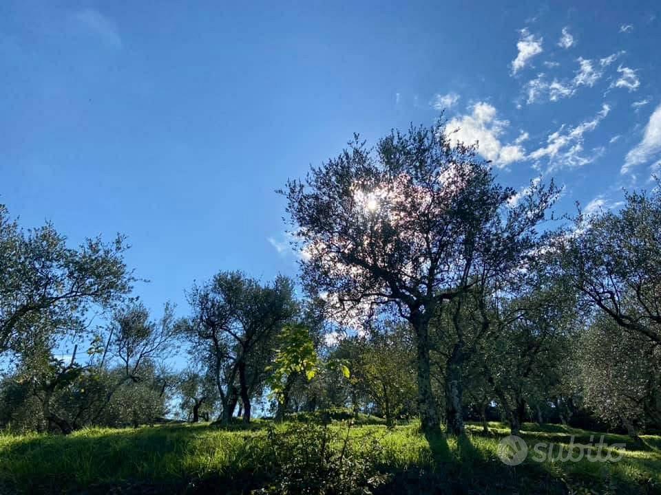 Uliveto e frutteti - Vista 5
