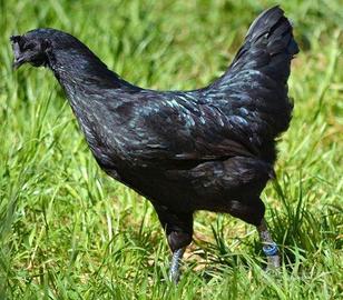 Galline Ayman Cemani e altre ornamentali