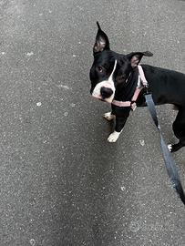 Pitbull maschio
