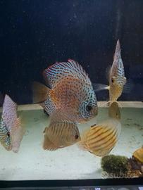 Discus