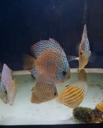 Discus