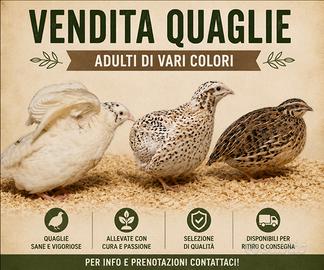 Quaglie