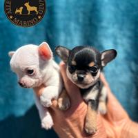 Cuccioli di chihuahua