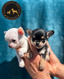Cuccioli di chihuahua