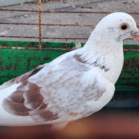 Colombo viaggiatorie maschio