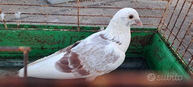 Colombo viaggiatorie maschio