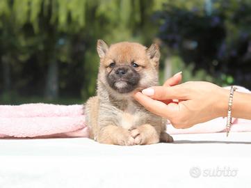Cucciolina femmina di Shiba Inu rossa