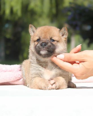 Cucciolina femmina di Shiba Inu rossa
