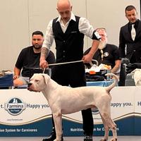 Dogo argentino disponibile x monta