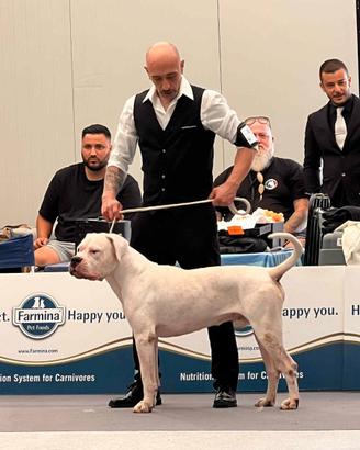 Dogo argentino disponibile x monta