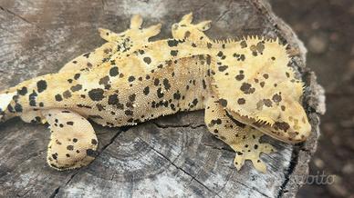 Geco Ciliatus/Crestato Maschio