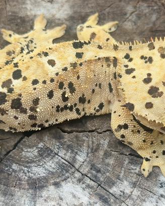 Geco Ciliatus/Crestato Maschio