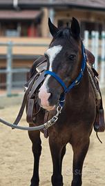 Cavallo