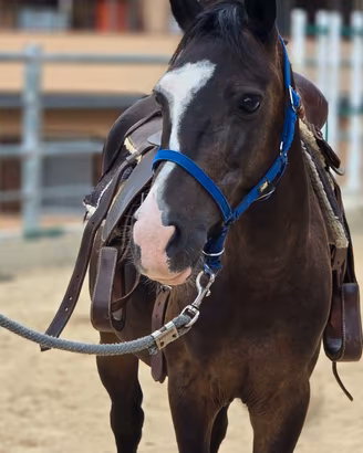 Cavallo