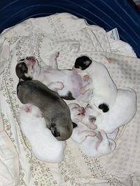 cuccioli di chihuahua 