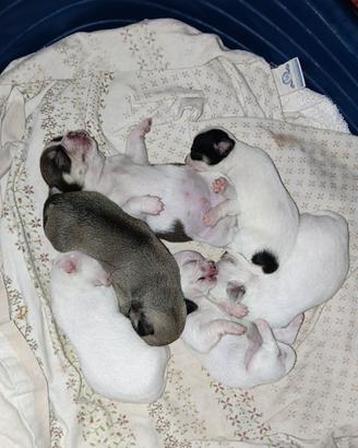 cuccioli di chihuahua 