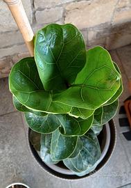 FICUS LYRATA