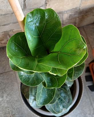 FICUS LYRATA