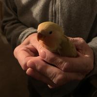 Coppia di inseparabili