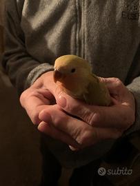 Coppia di inseparabili