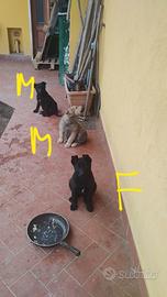 Cuccioli di pastore tedesco