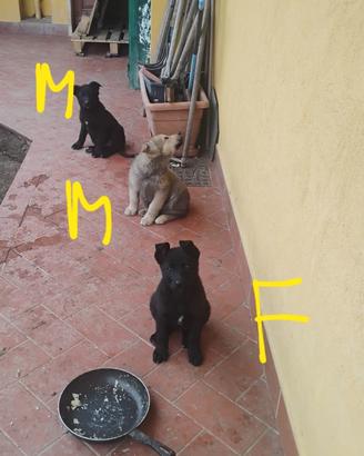 Cuccioli di pastore tedesco