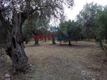 Terreno agricolo - Calopezzati
