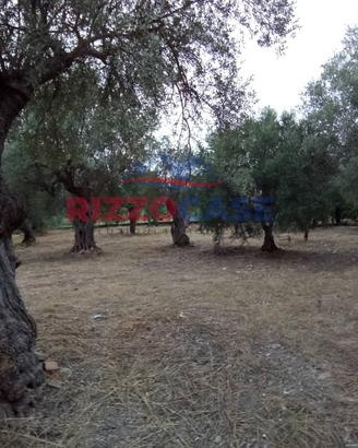 Terreno agricolo - Calopezzati
