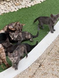 Gattini in attesa di casa