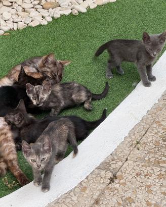 Gattini in attesa di casa