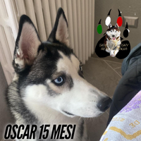 Husky 15 mesi OSCAR