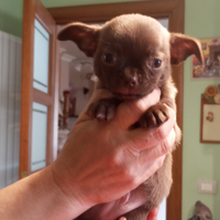 Cucciolo di chihuahua maschio