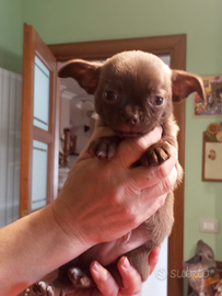 Cucciolo di chihuahua maschio