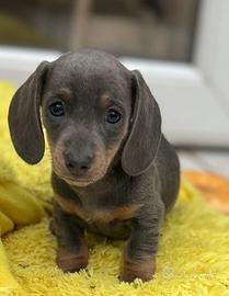 Cuccioli Bassotti Kaninchen maschi e femmine