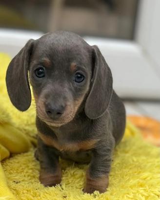 Cuccioli Bassotti Kaninchen maschi e femmine