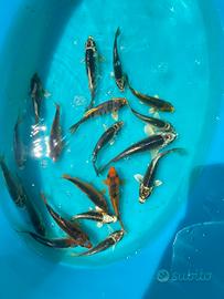 Carpe Koi laghetto