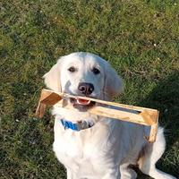 Golden Retriver cucciolona di 5 mesi e mezzo