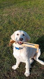 Golden Retriver cucciolona di 5 mesi e mezzo