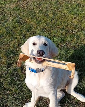 Golden Retriver cucciolona di 5 mesi e mezzo
