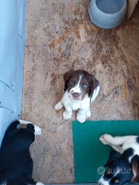 Cucciolo springer spaniel inglese