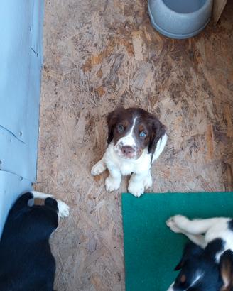 Cucciolo springer spaniel inglese