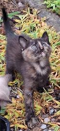 Gattino europeo tartarugato (Tortie) gatto 2 mesi